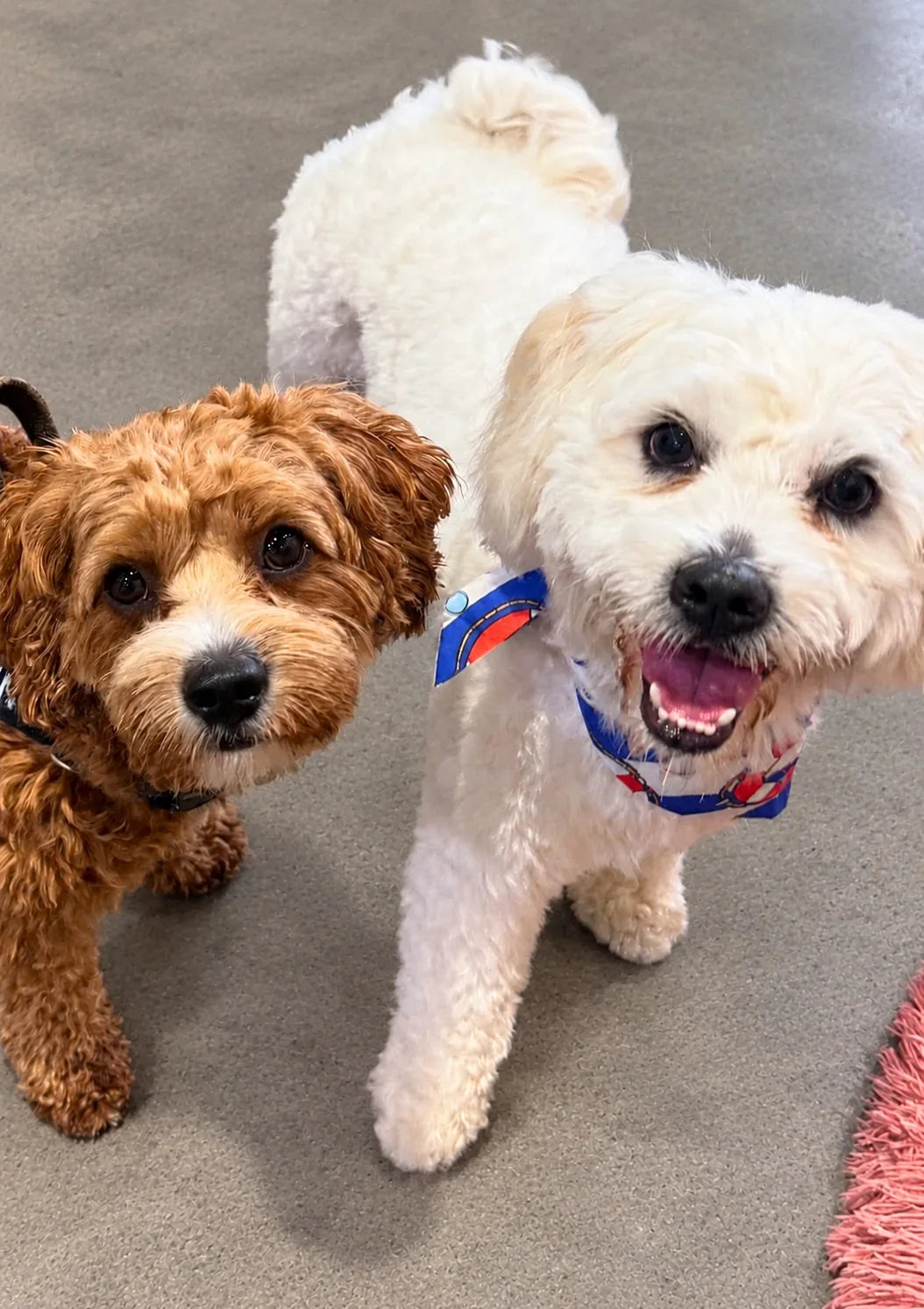 Curly red pup and a white fluffy dog saying hello at Pets Juicy doggy daycare in Miami, Gold Coast