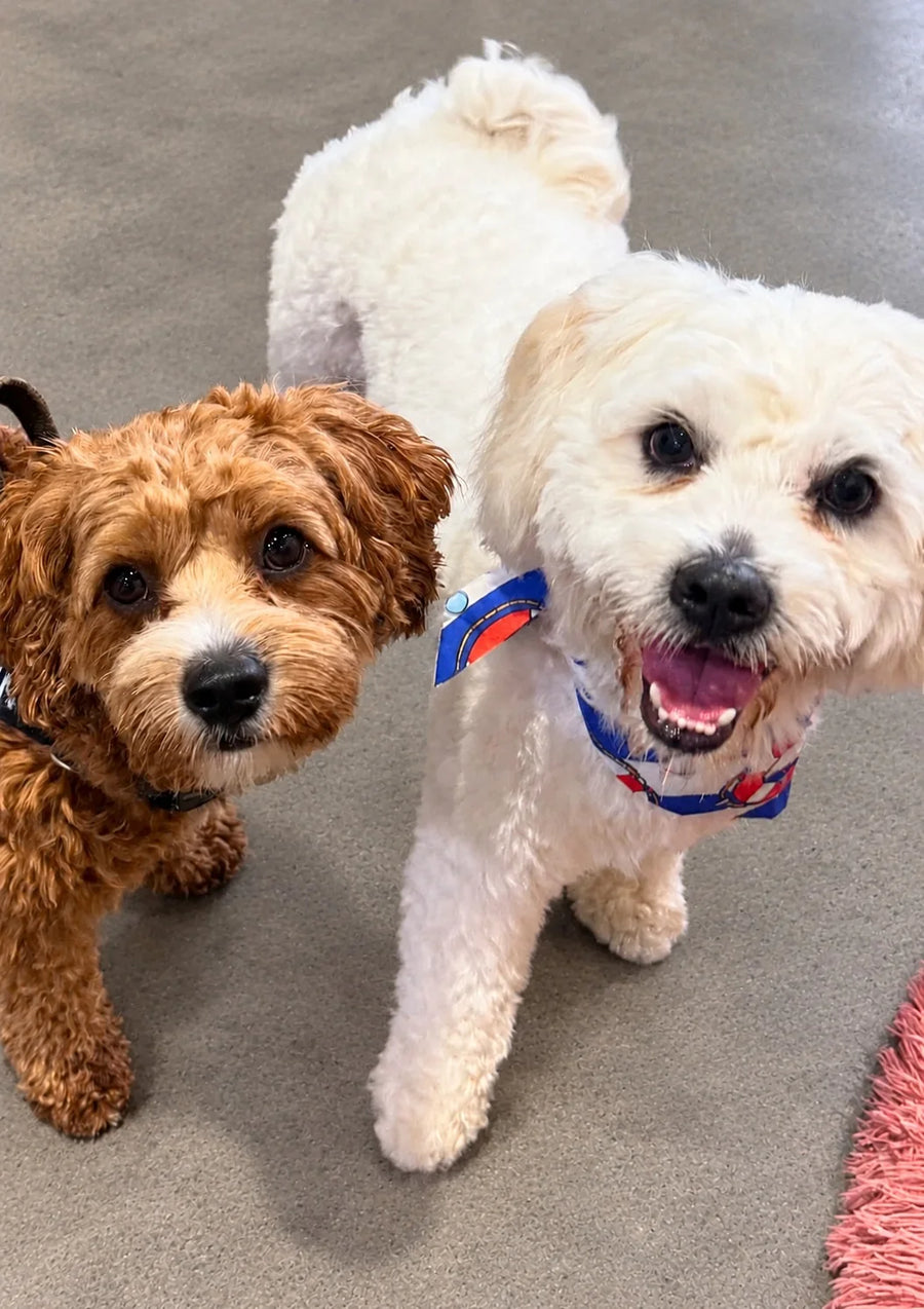 Curly red pup and a white fluffy dog saying hello at Pets Juicy doggy daycare in Miami, Gold Coast
