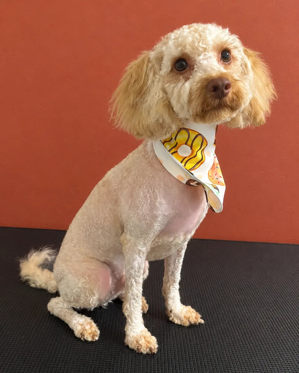 Frank the Toy Poodle x Cavoodle after a groom at Pets Juicy Miami, sitting in a short clipped trim with fluffy ears and a donut bandana