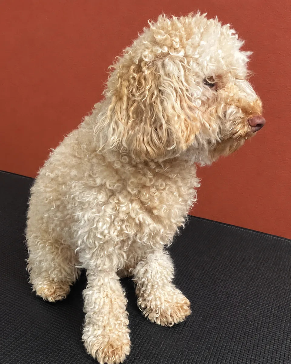 Frank the Toy Poodle x Cavoodle before a groom at Pets Juicy Miami, sitting on the grooming table with a long, woolly coat