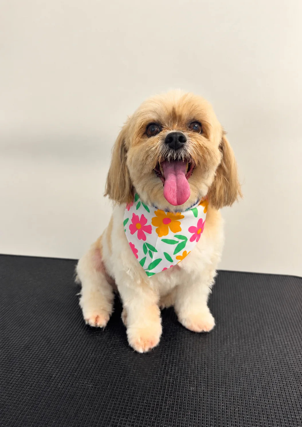 Small fluffy dog in a floral bandana after a full groom and warm bath at Pets Juicy in Miami, Gold Coast