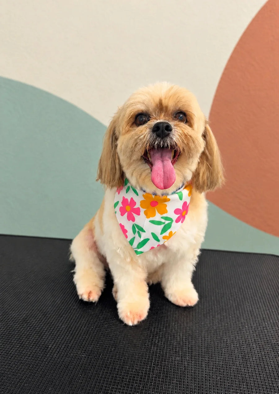 Small fluffy dog in a floral bandana after a full groom and warm bath at Pets Juicy in Miami, Gold Coast