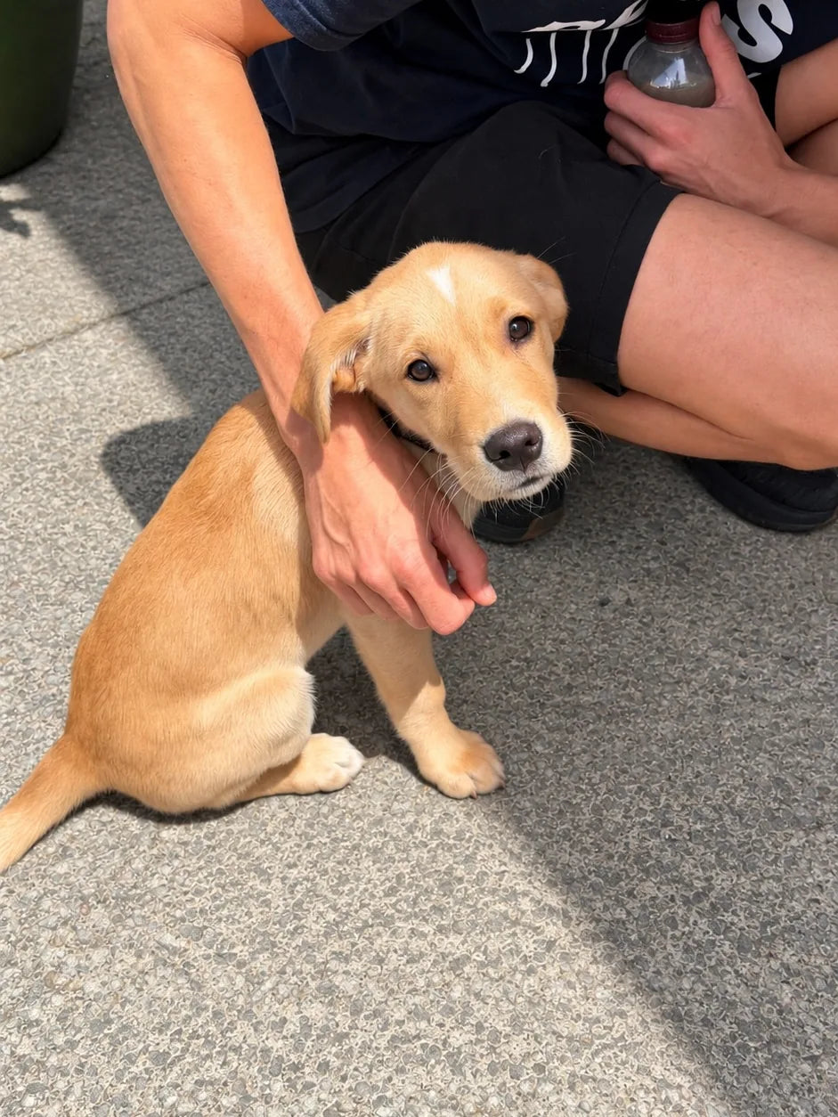 Golden puppy sitting snug against a Pets Juicy team member's legs and looking up at the camera