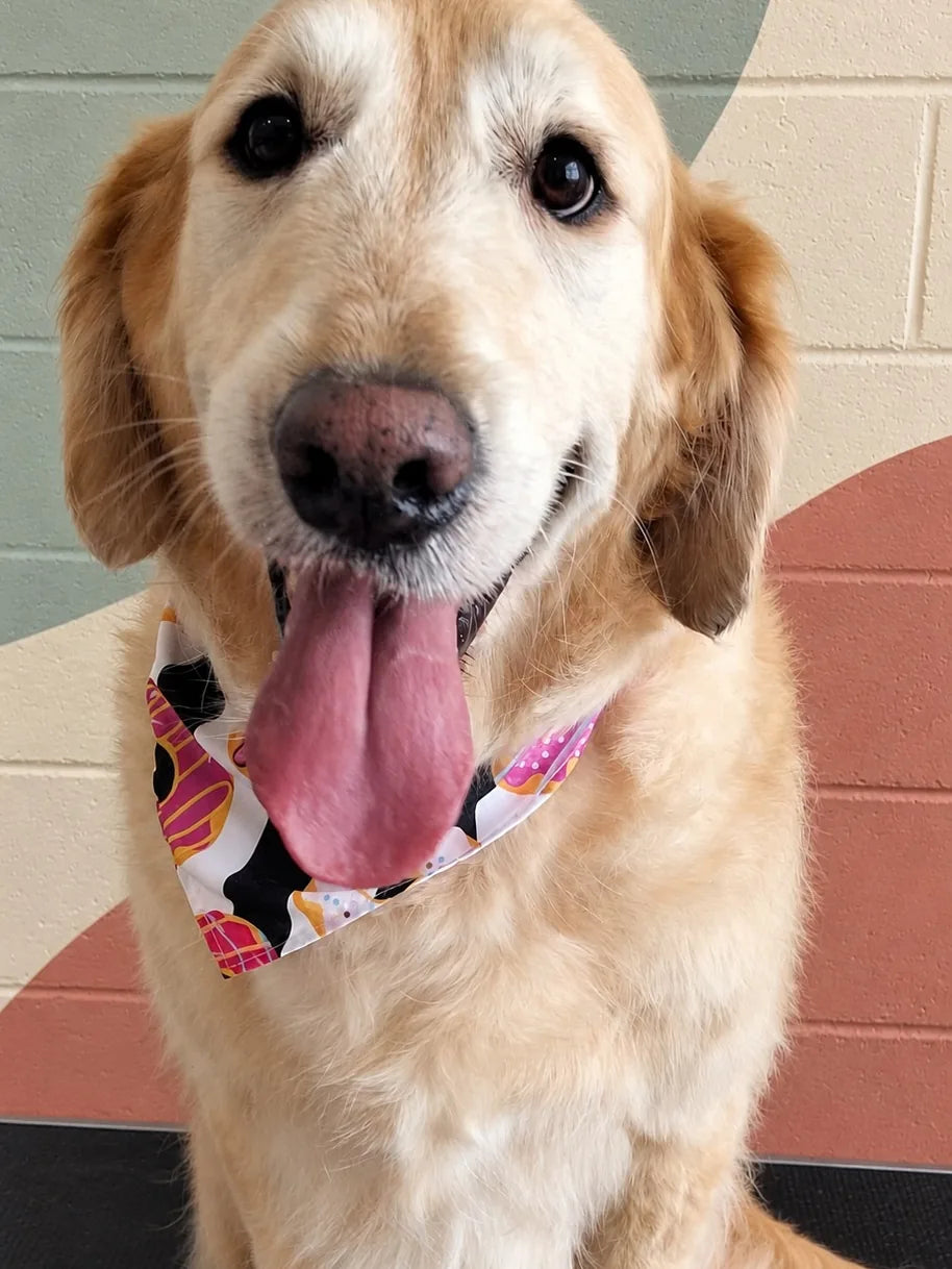 Golden Retriever in a pink doughnut bandana sitting on the grooming table at Pets Juicy in Miami, Gold Coast