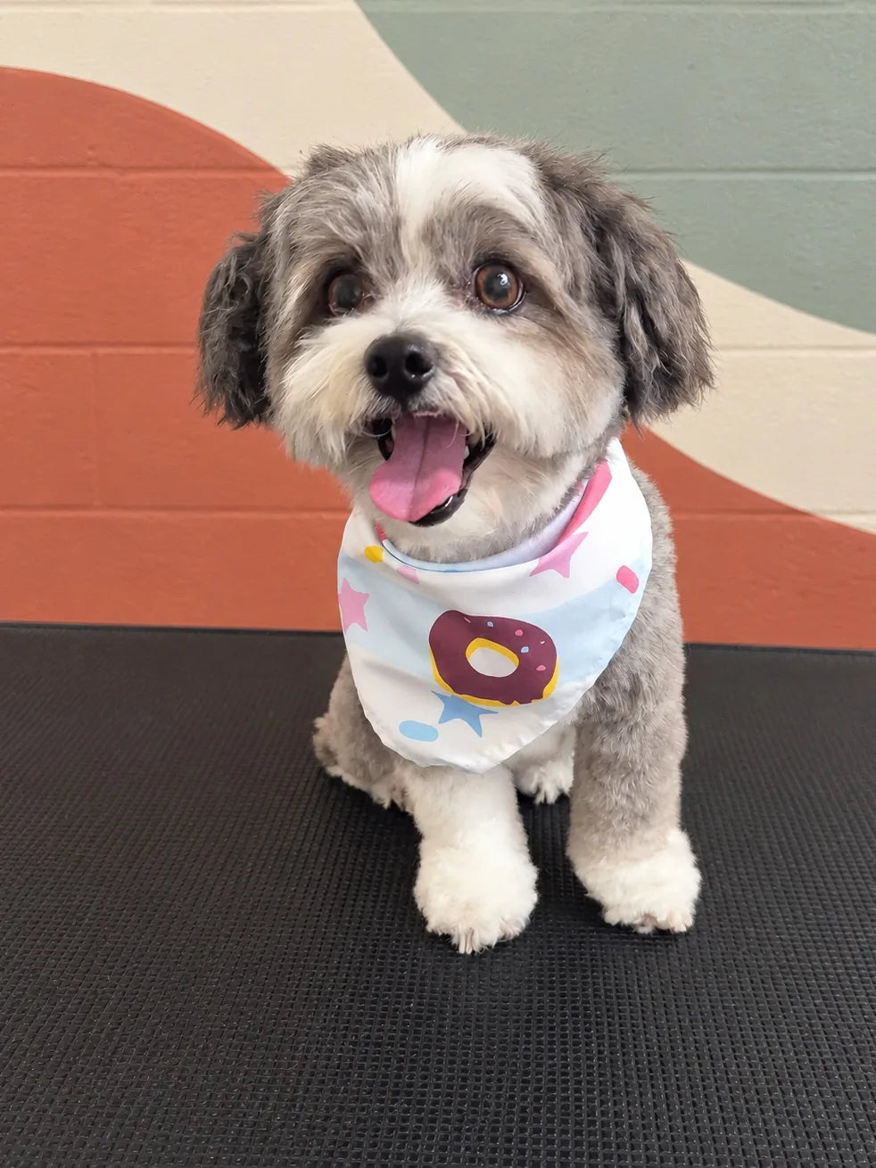 Grey and white Shih Tzu cross with a teddy face in a doughnut bandana on the grooming table at Pets Juicy in Miami, Gold Coast