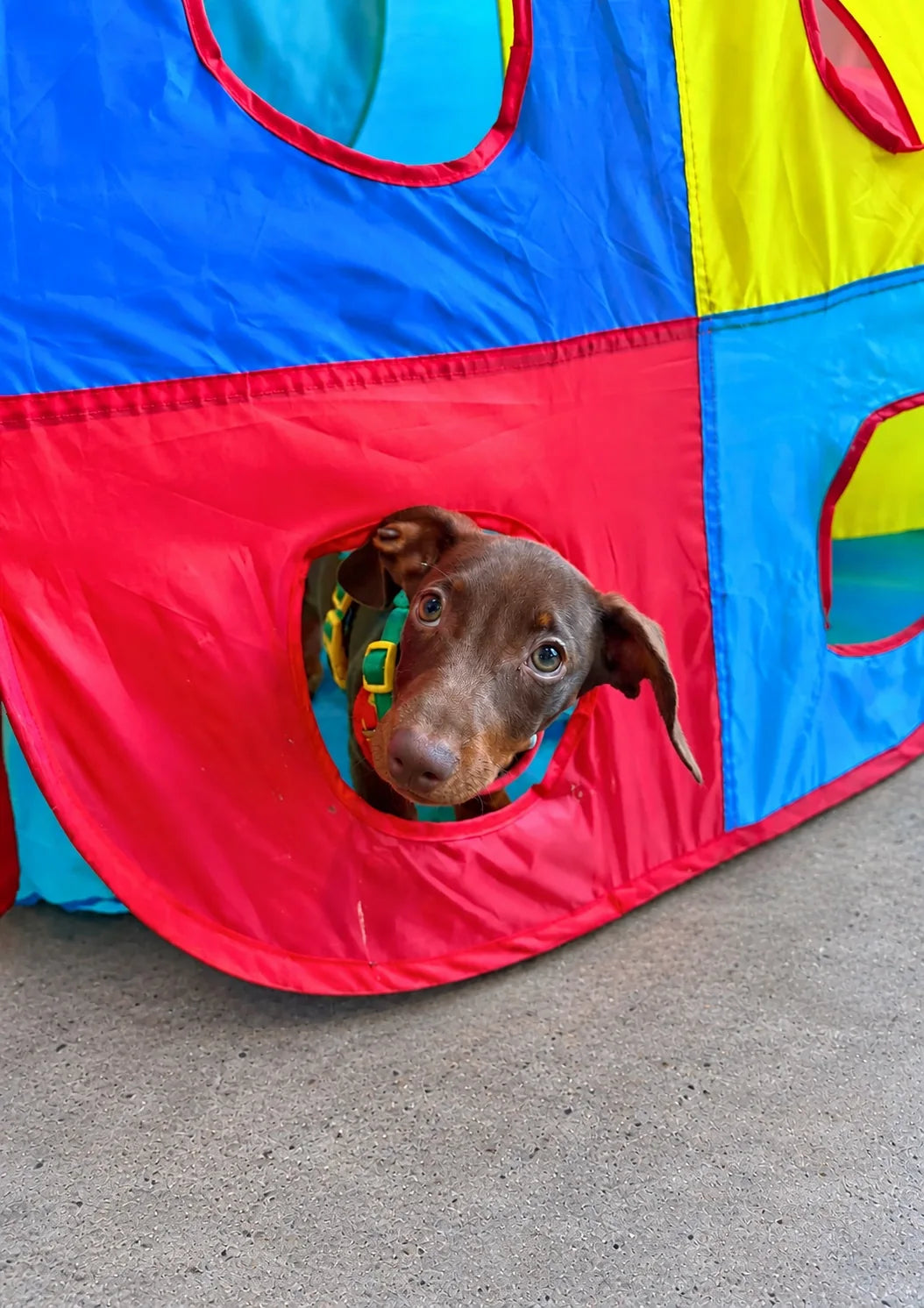 Dachshund peeking out of a play tunnel during half day doggy daycare at Pets Juicy in Miami, Gold Coast