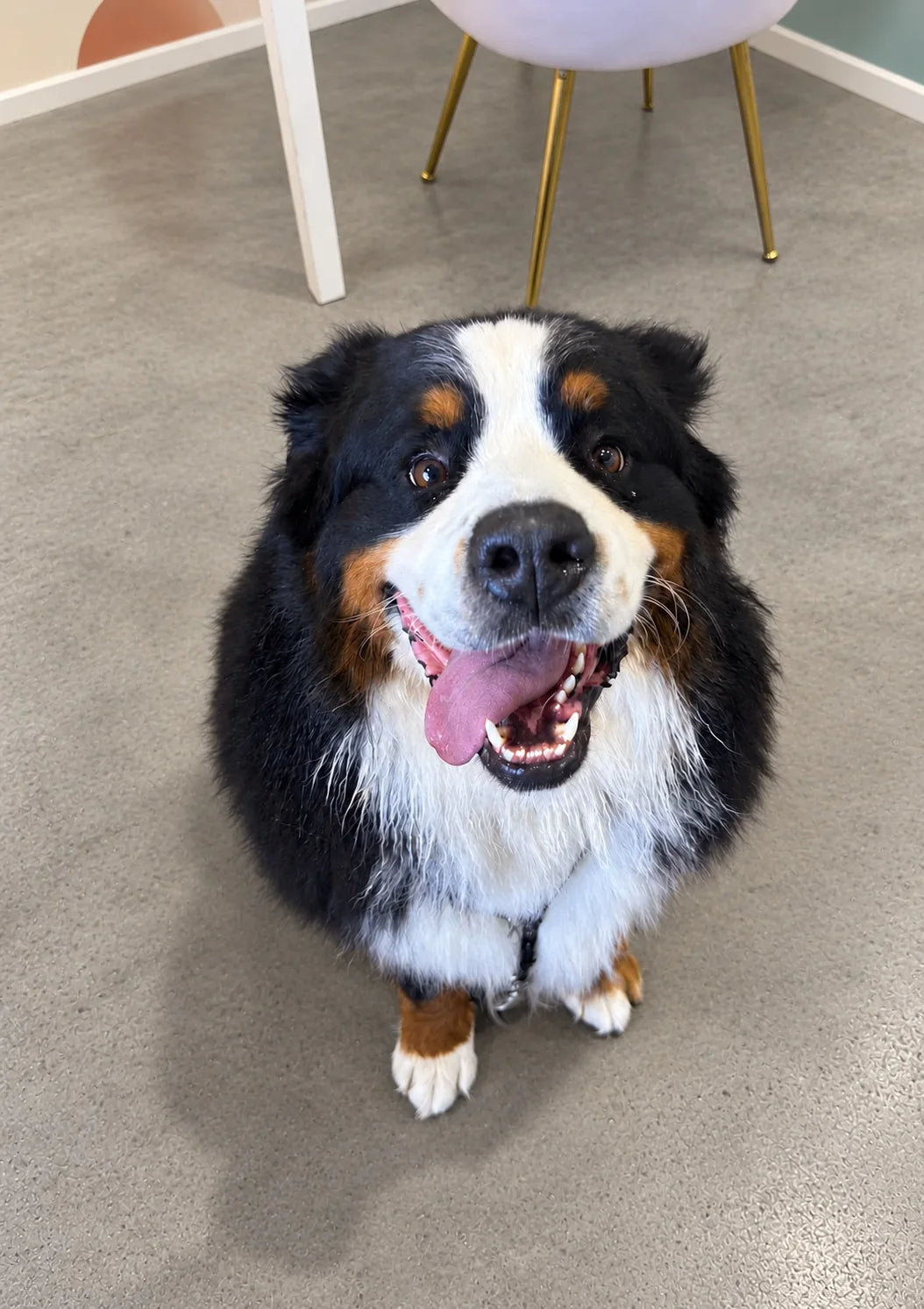 Bernese Mountain Dog smiling after a long coat bath and deshed at Pets Juicy in Miami, Gold Coast