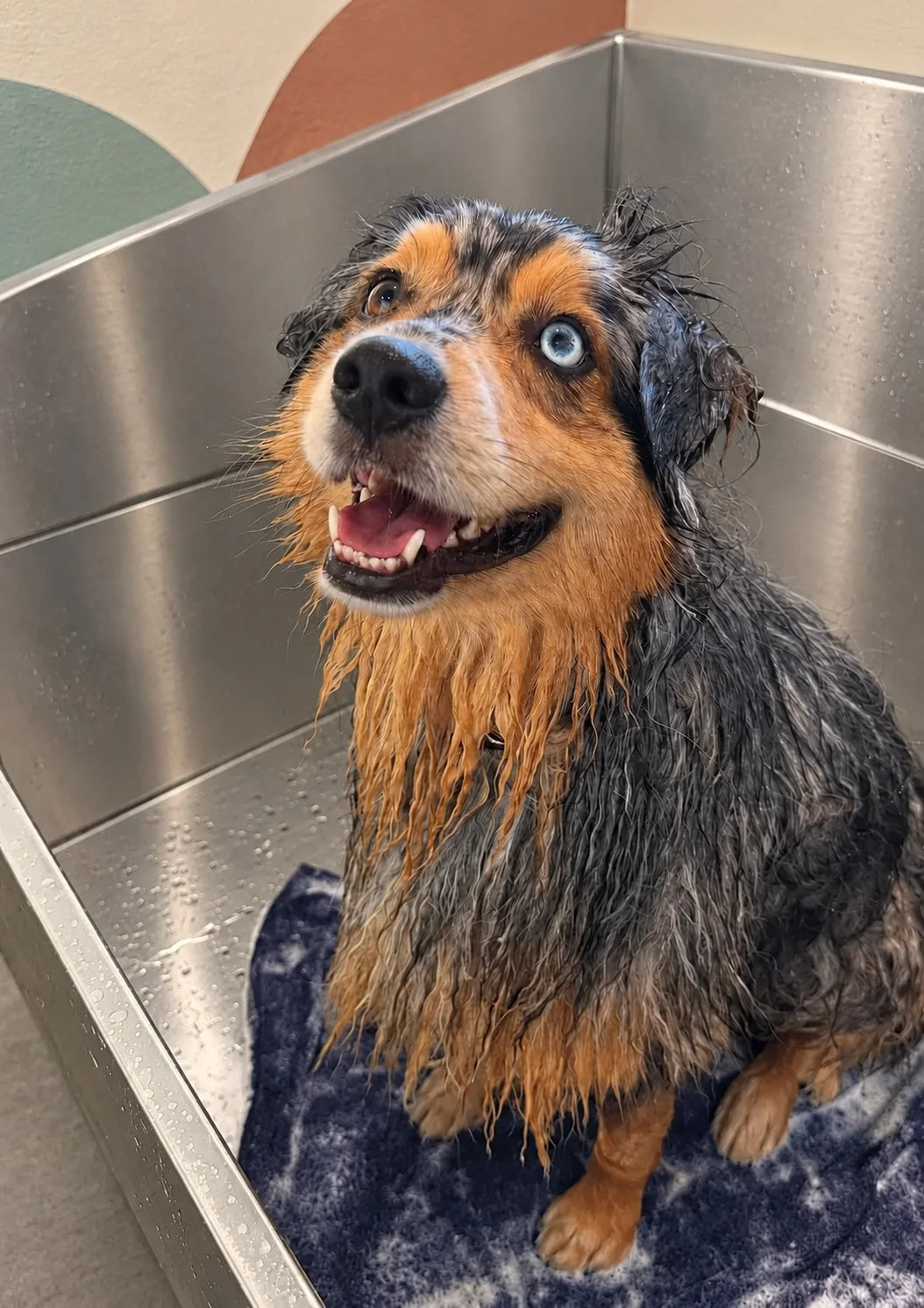 Wet Australian Shepherd in the warm bath before a blow dry at Pets Juicy in Miami, Gold Coast