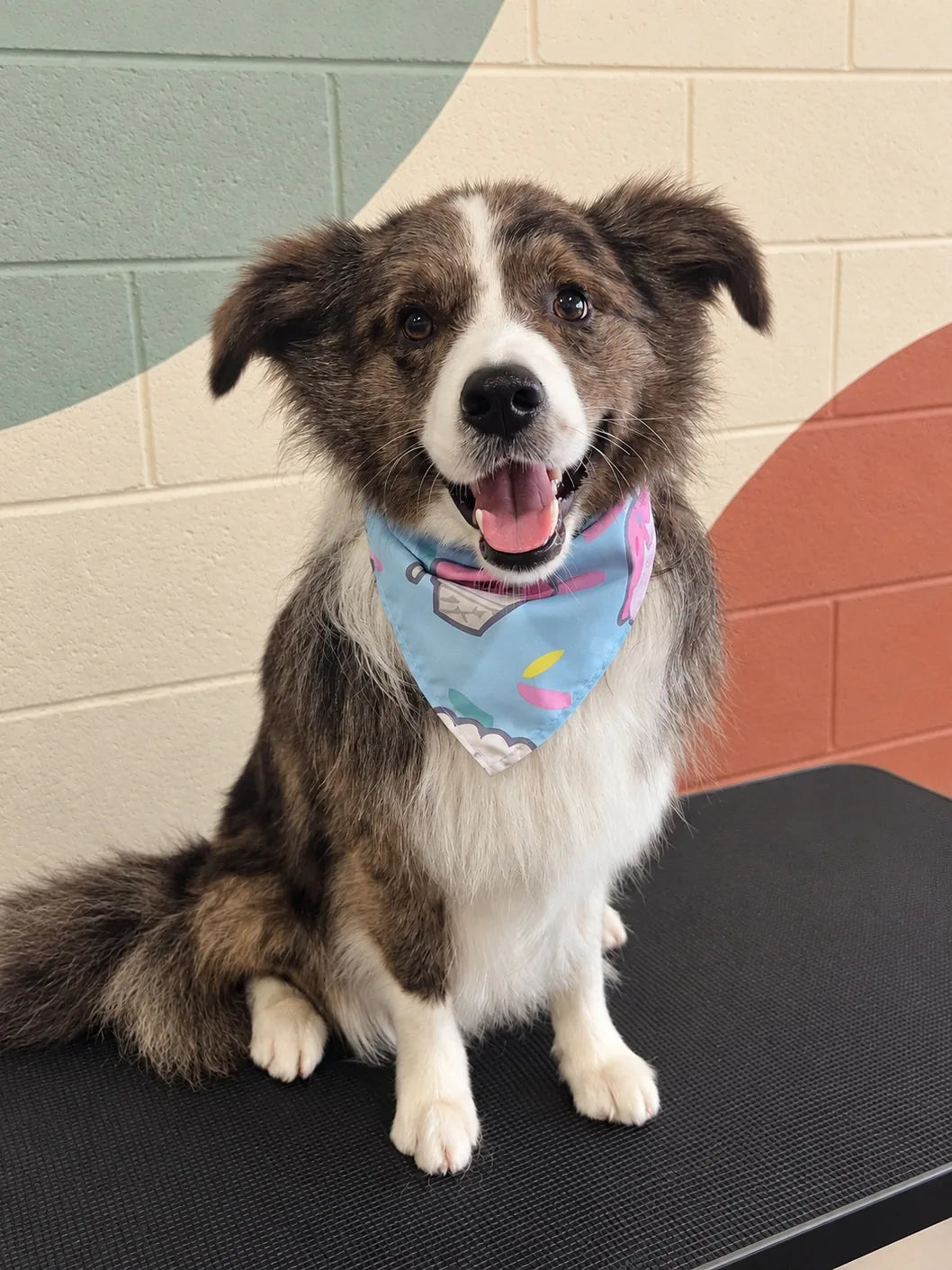 Fluffy merle pup in a blue bandana smiling on the grooming table at Pets Juicy in Miami, Gold Coast