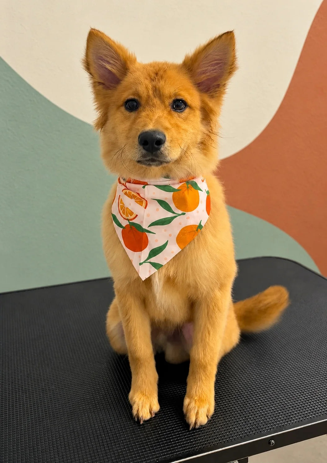Ginger puppy in an orange print bandana after a puppy introduction groom at Pets Juicy in Miami, Gold Coast