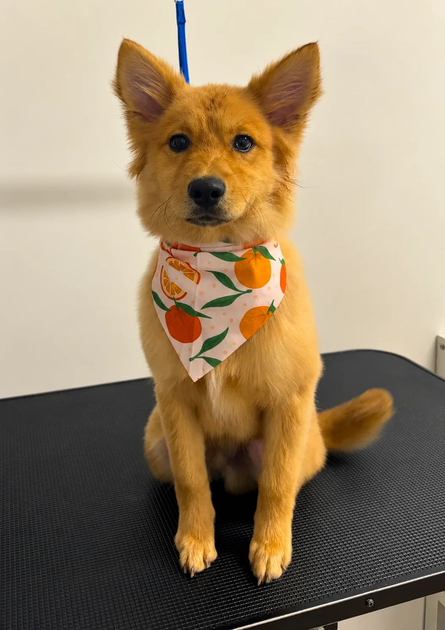 Ginger puppy in an orange print bandana after a puppy introduction groom at Pets Juicy in Miami, Gold Coast