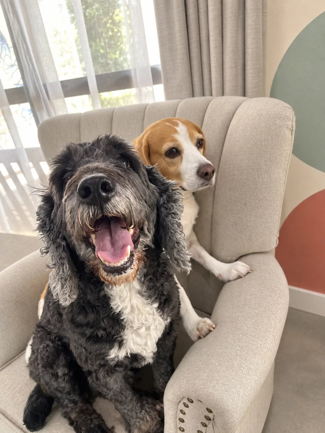 Shaggy black and white dog and a Beagle sharing an armchair at Pets Juicy in Miami, Gold Coast