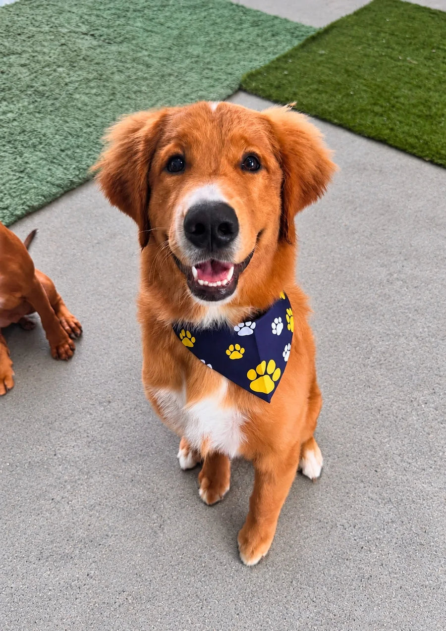 Golden puppy in a navy paw print bandana after a short coat bath and deshed at Pets Juicy in Miami, Gold Coast