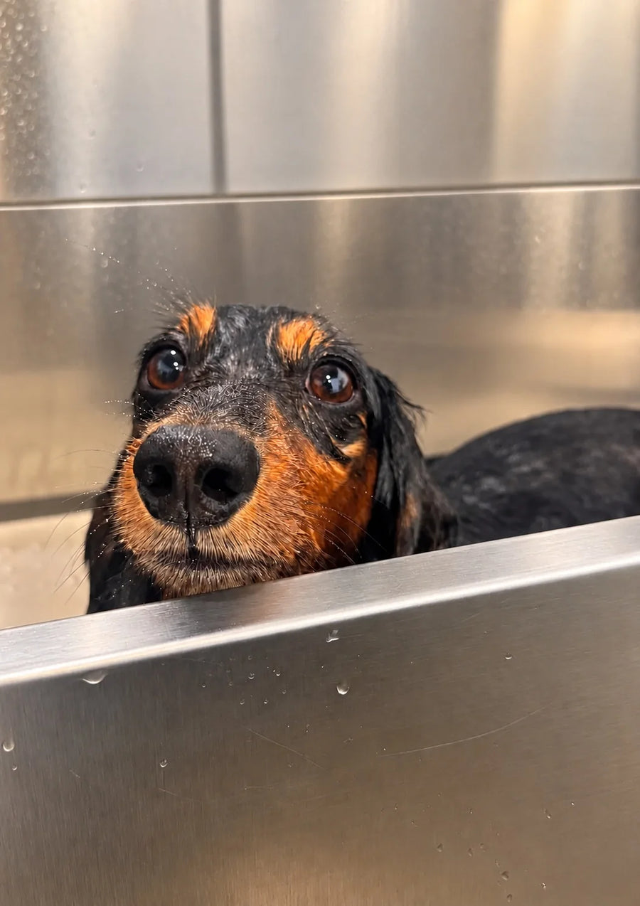 Wet Dachshund peeking over the tub during a short coat dog wash at Pets Juicy in Miami, Gold Coast