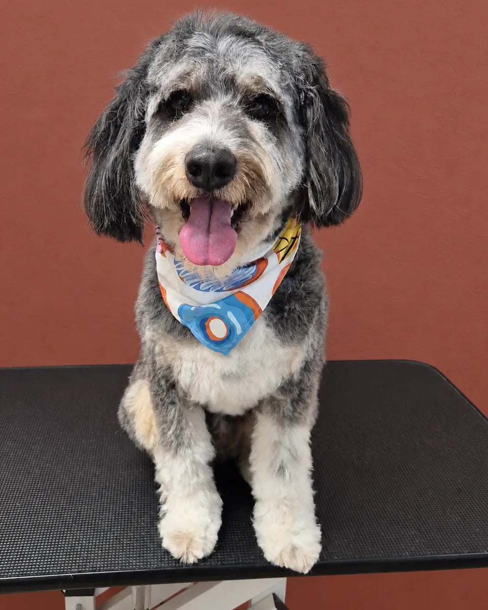 Snickers the Aussiedoodle after a groom at Pets Juicy Miami, sitting with a tidy merle coat, clear eyes and a colourful bandana