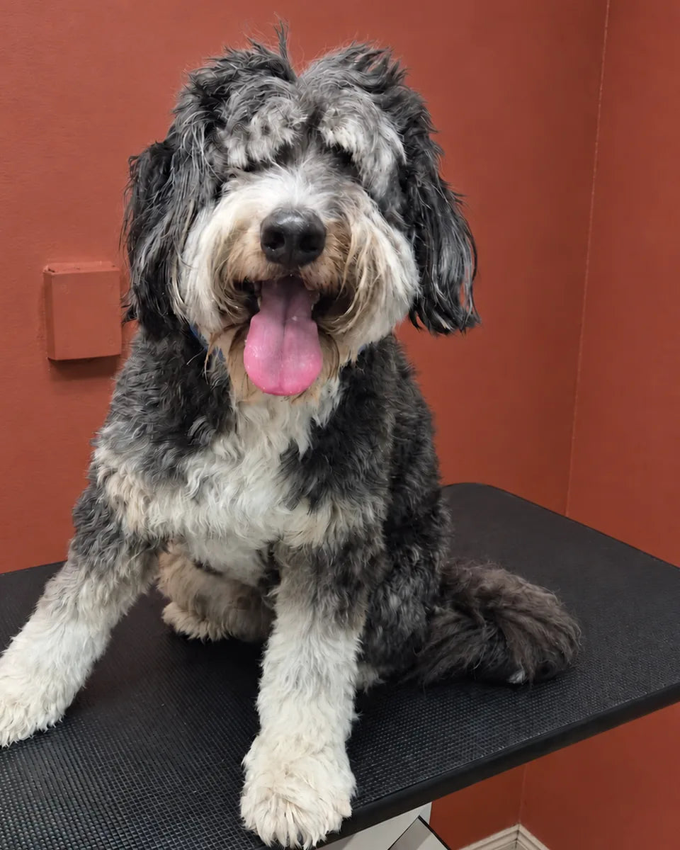 Snickers the Aussiedoodle before a groom at Pets Juicy Miami, sitting on the grooming table with a shaggy merle coat over the eyes