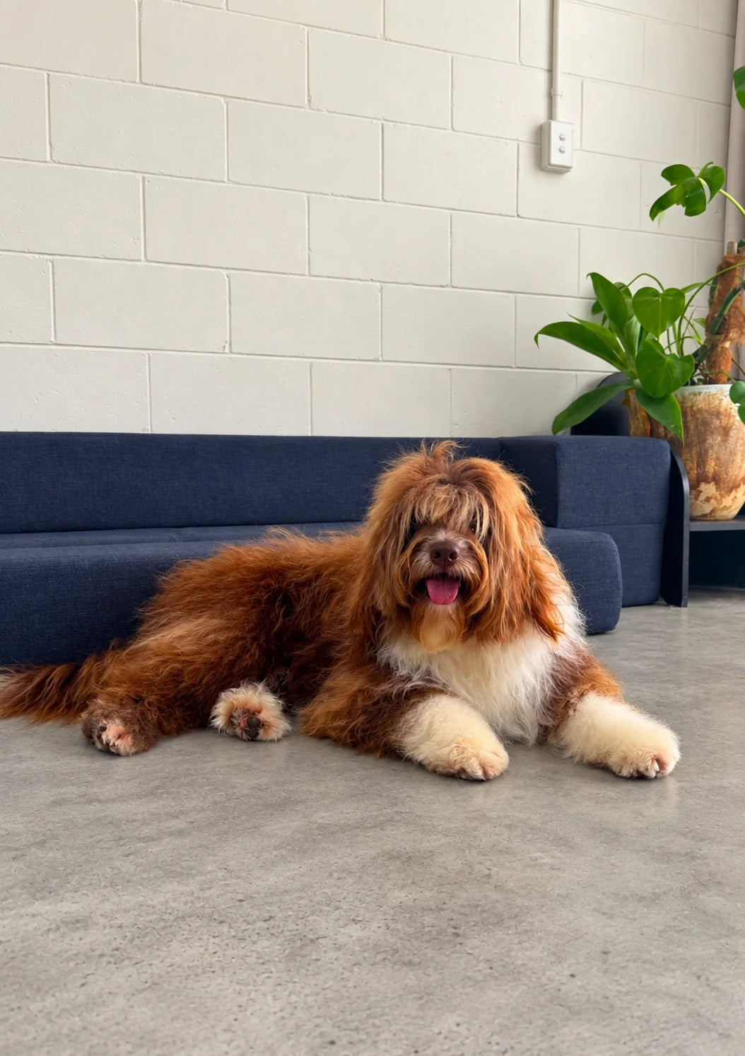 Shaggy long-coated dog relaxing on the studio floor after a style groom at Pets Juicy in Miami, Gold Coast