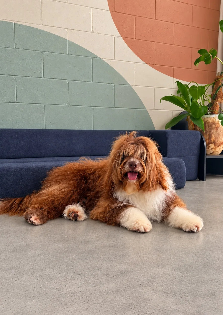 Shaggy long-coated dog relaxing on the studio floor after a style groom at Pets Juicy in Miami, Gold Coast